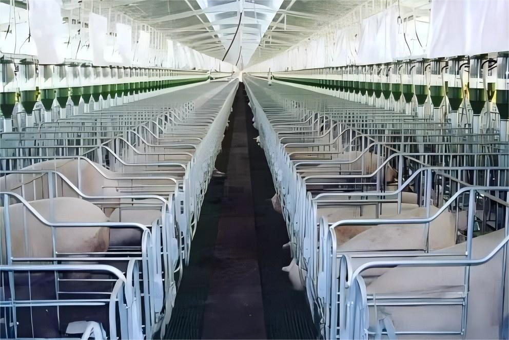 Prefabricated Steel Livestock Shelter with Durable, Corrosion-Resistant Frame - Image 3